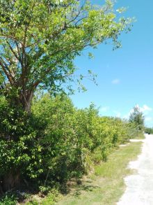 MLS# 58764  Marsh Harbour Abaco